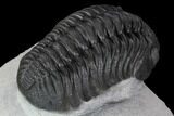 Detailed Morocops Trilobite - Top Quality Specimen #88870-4